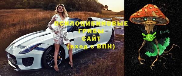 сатива Бородино